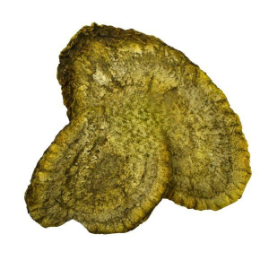 Calumba Colombo Dried Whole Root - Jateorhiza Palmata