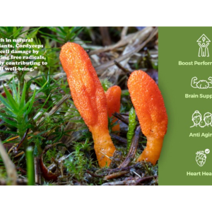 Cordyceps