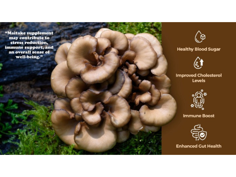 Maitake