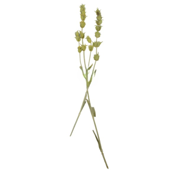 Sideritis Raeseri Mountain Herbal Tea - Image 2