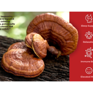 Red Reishi