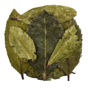 Strawberry Tree Dried Whole Leaves