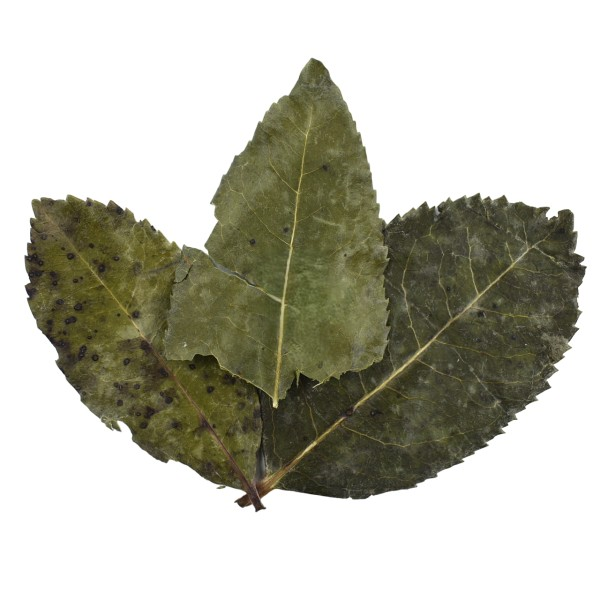 Strawberry Tree Dried Whole Leaves - Image 2