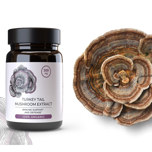 Turkey Tail - Image 2