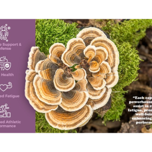 Turkey Tail