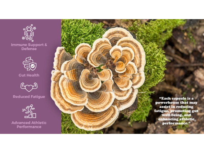 Turkey Tail