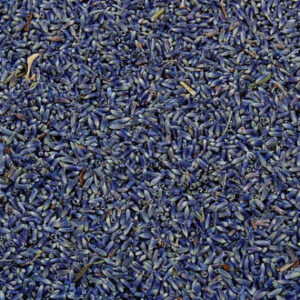 Lavender Flowers